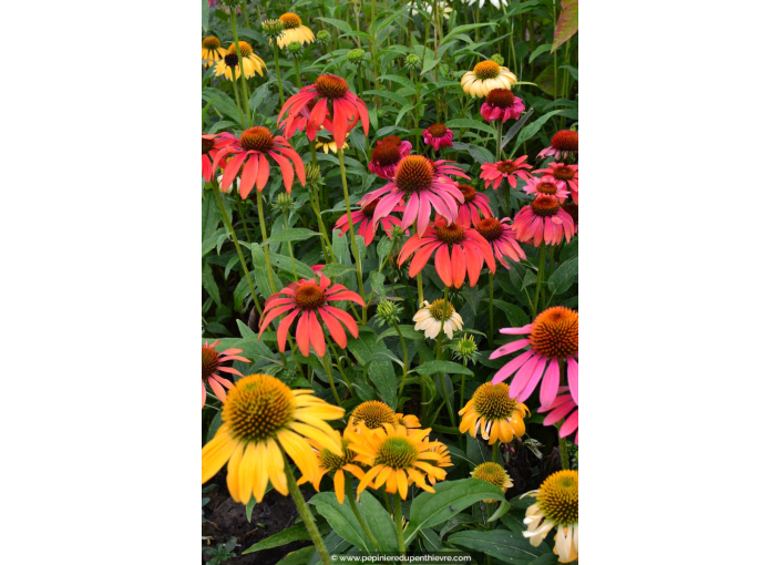 ECHINACEA purpurea 'Cheyenne Spirit' ECHINACEA purpurea 'Cheyenne Spirit'