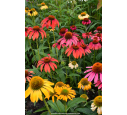 ECHINACEA purpurea 'Cheyenne Spirit' ECHINACEA purpurea 'Cheyenne Spirit'