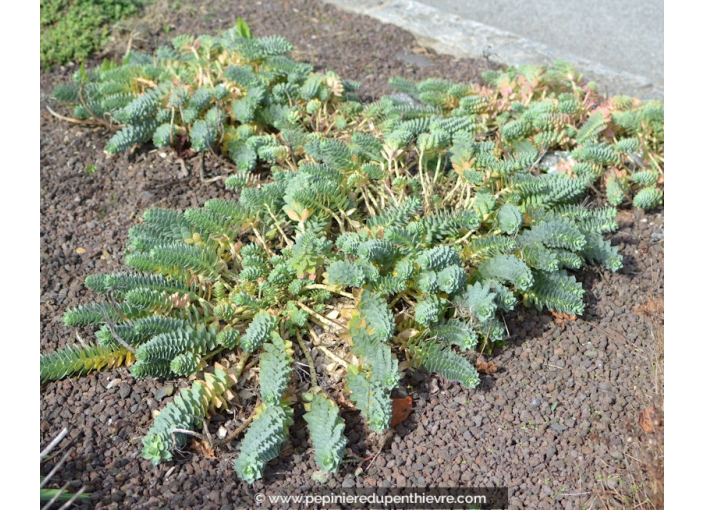 EUPHORBIA myrsinites EUPHORBIA myrsinites