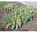 EUPHORBIA myrsinites EUPHORBIA myrsinites