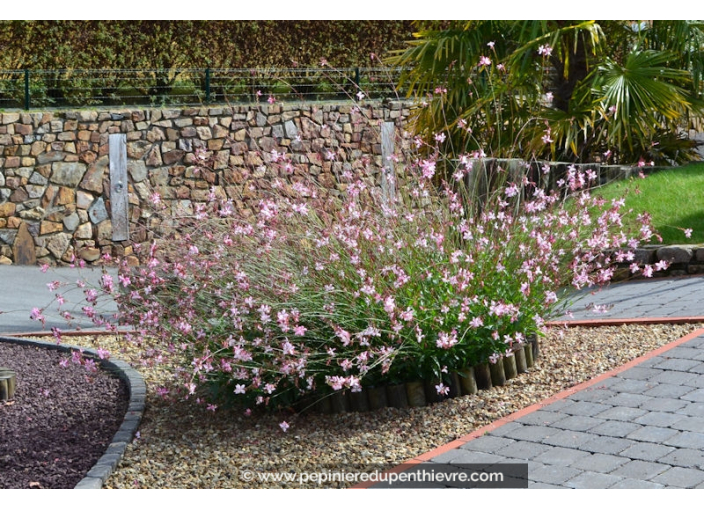 GAURA lindheimeri 'Siskiyou Pink' GAURA lindheimeri 'Siskiyou Pink'