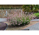 GAURA lindheimeri 'Siskiyou Pink' GAURA lindheimeri 'Siskiyou Pink'