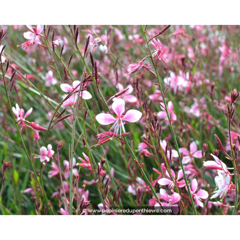 GAURA lindheimeri 'Siskiyou Pink'