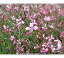 GAURA lindheimeri 'Siskiyou Pink' GAURA lindheimeri 'Siskiyou Pink'