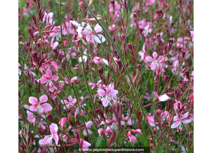 GAURA lindheimeri 'Siskiyou Pink' GAURA lindheimeri 'Siskiyou Pink'