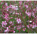 GAURA lindheimeri 'Siskiyou Pink' GAURA lindheimeri 'Siskiyou Pink'