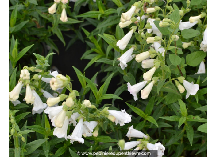 PENSTEMON x 'White Bedder' PENSTEMON x 'White Bedder'