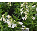 PENSTEMON x 'White Bedder' PENSTEMON x 'White Bedder'