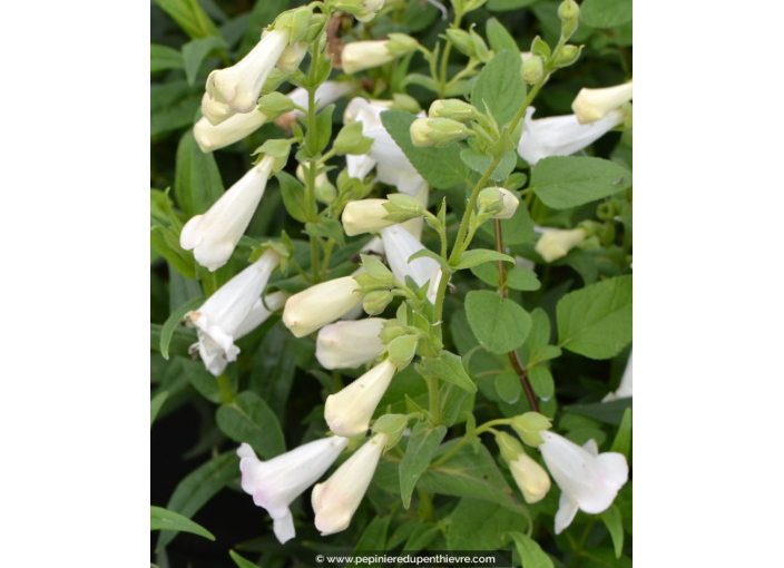 PENSTEMON x 'White Bedder'