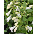 PENSTEMON x 'White Bedder' PENSTEMON x 'White Bedder'