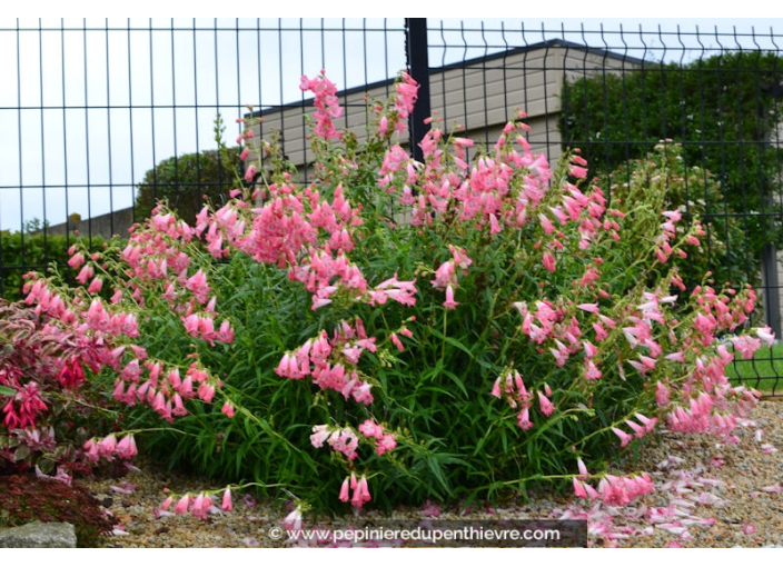 PENSTEMON hybride 'Souvenir d'Adrien Régnier' PENSTEMON hybride 'Souvenir d'Adrien Régnier'