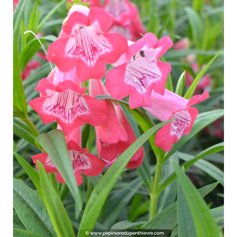 PENSTEMON hybride 'Souvenir d'Adrien Régnier'