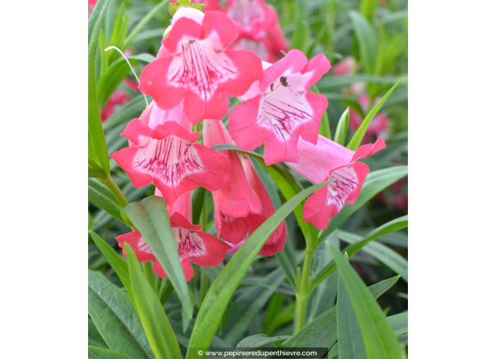 PENSTEMON hybride 'Souvenir d'Adrien Régnier'