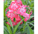 PENSTEMON hybride 'Souvenir d'Adrien Régnier' PENSTEMON hybride 'Souvenir d'Adrien Régnier'