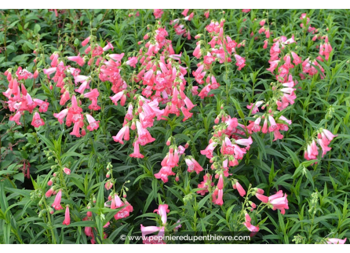 PENSTEMON hybride 'Souvenir d'Adrien Régnier' PENSTEMON hybride 'Souvenir d'Adrien Régnier'