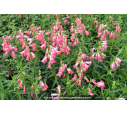 PENSTEMON hybride 'Souvenir d'Adrien Régnier' PENSTEMON hybride 'Souvenir d'Adrien Régnier'