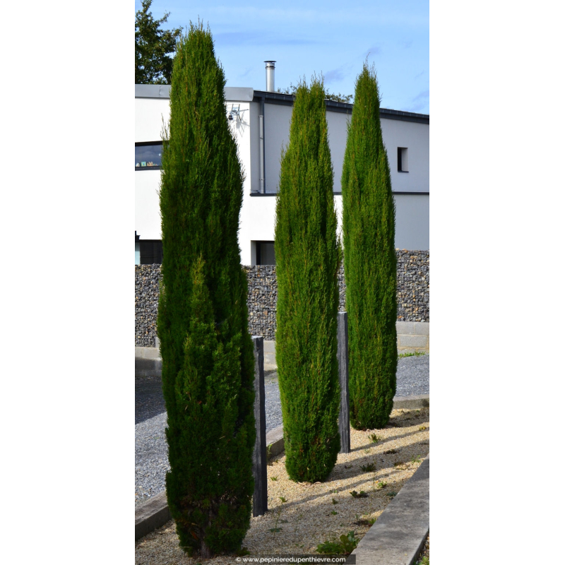 CUPRESSUS sempervirens 'Pyramidalis'