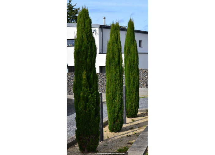 CUPRESSUS sempervirens 'Pyramidalis'