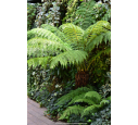 DICKSONIA antartica DICKSONIA antartica