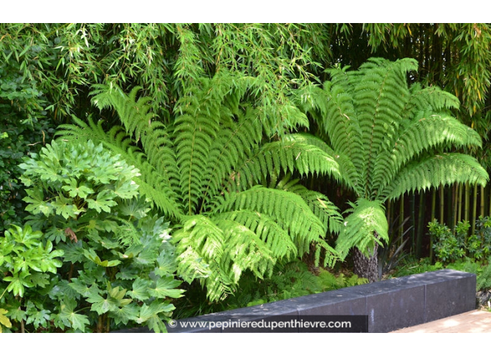 DICKSONIA antartica DICKSONIA antartica