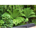 DICKSONIA antartica DICKSONIA antartica