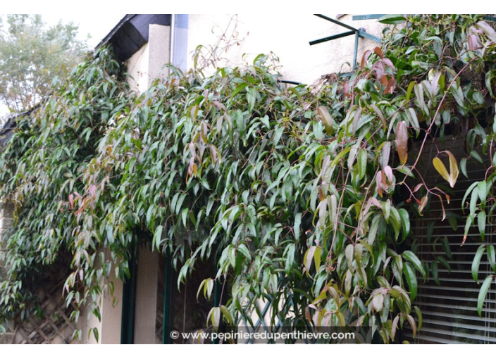 CLEMATIS armandii CLEMATIS armandii