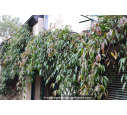 CLEMATIS armandii CLEMATIS armandii