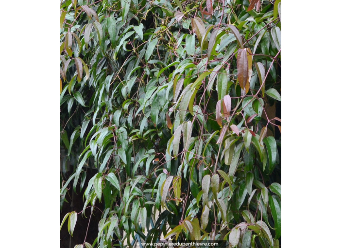 CLEMATIS armandii CLEMATIS armandii