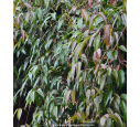 CLEMATIS armandii CLEMATIS armandii