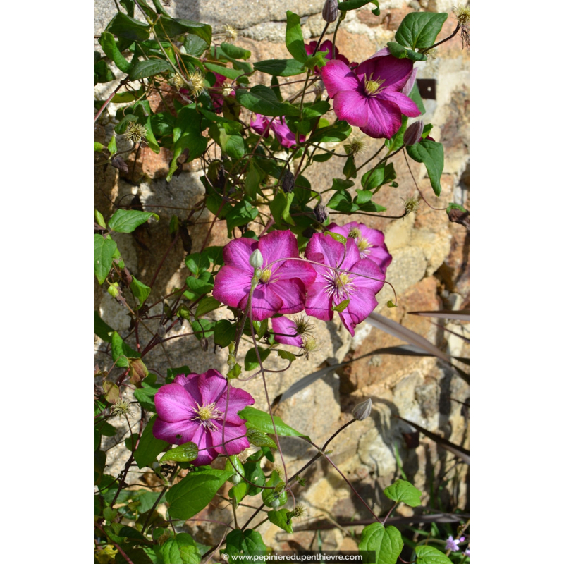 CLEMATIS 'Ville de Lyon'