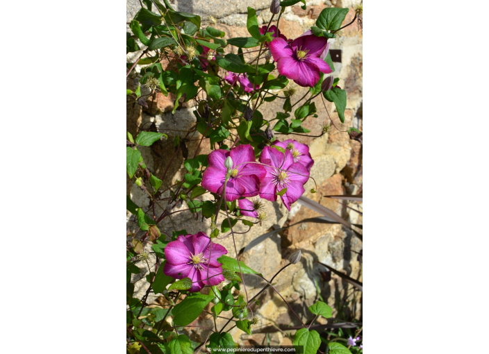 CLEMATIS 'Ville de Lyon'