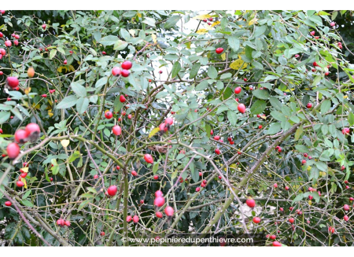 ROSA canina ROSA canina