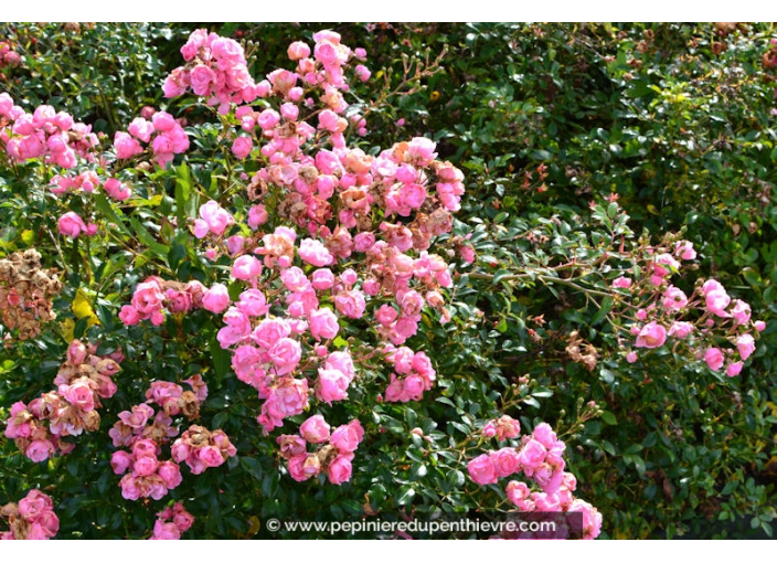 ROSIER paysager 'The Fairy' ROSIER paysager 'The Fairy'