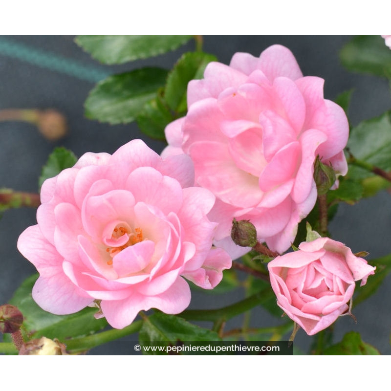 ROSIER paysager 'The Fairy'