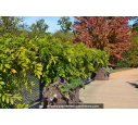 WISTERIA sinensis WISTERIA sinensis
