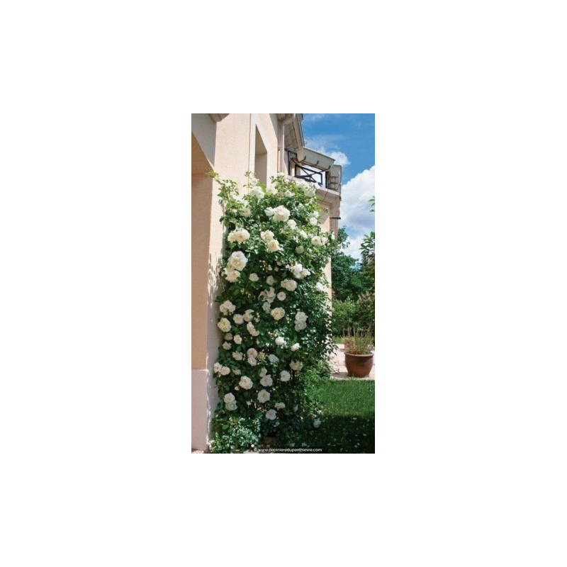 DECOROSIER 'Opalia Grimpant'