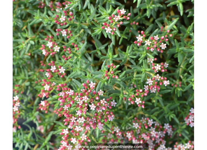 CRASSULA sarcocaulis