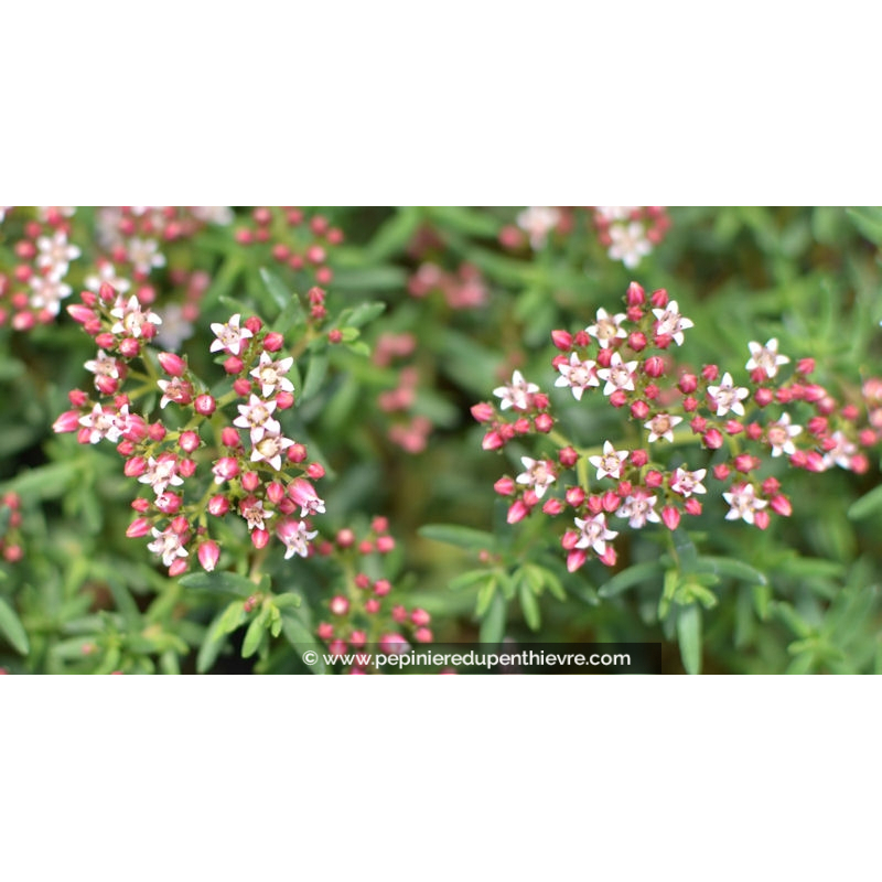 CRASSULA sarcocaulis