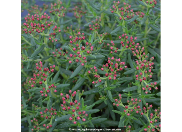 CRASSULA sarcocaulis