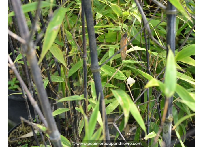 PHYLLOSTACHYS nigra PHYLLOSTACHYS nigra