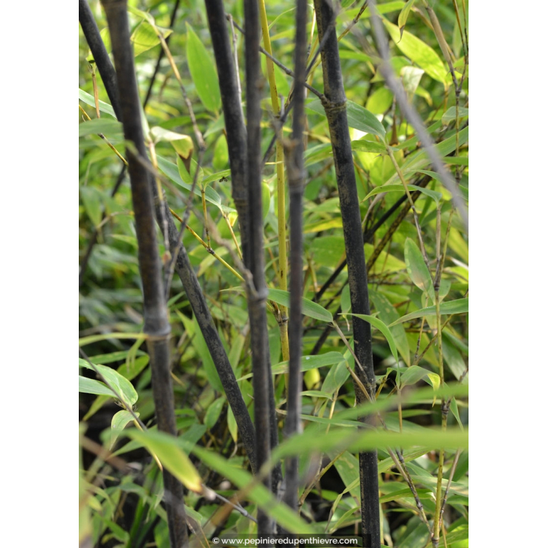 PHYLLOSTACHYS nigra