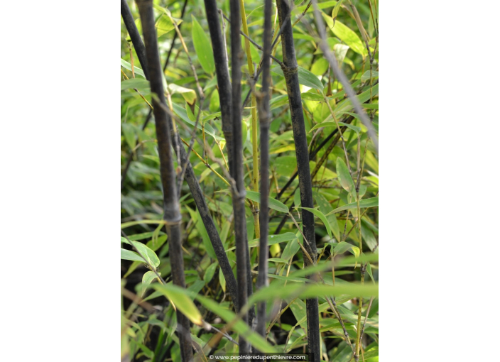 PHYLLOSTACHYS nigra