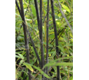 PHYLLOSTACHYS nigra PHYLLOSTACHYS nigra
