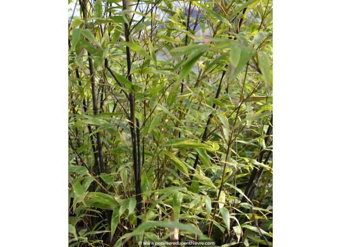 PHYLLOSTACHYS nigra PHYLLOSTACHYS nigra