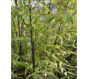 PHYLLOSTACHYS nigra PHYLLOSTACHYS nigra
