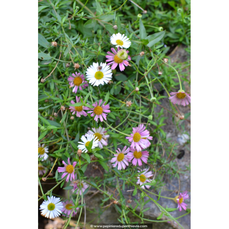 ERIGERON karvinskianus