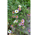 ERIGERON karvinskianus