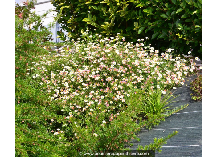 ERIGERON karvinskianus