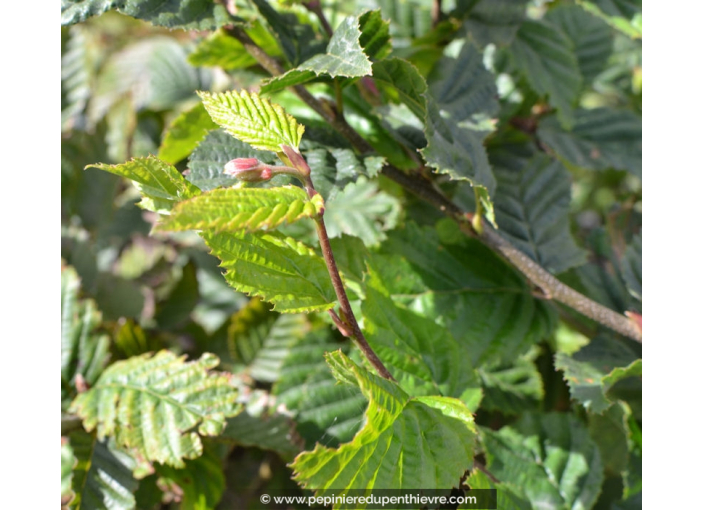 CARPINUS betulus CARPINUS betulus