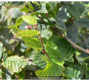 CARPINUS betulus CARPINUS betulus